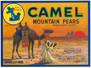 Camel Mountain Pears crate label